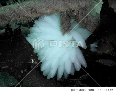 Squid egg (water depth 18 m in Ishibashi, Sagami Bay, Odawara City) 44044336