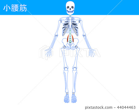 Small psoas muscle 4 Small psoas muscle 4 44044463