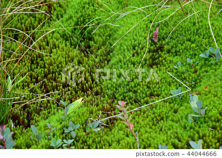 檜葉金發蘚 44044666