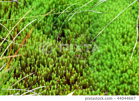 Sugoro Sugoro 44044667