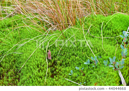 檜葉金發蘚 44044668