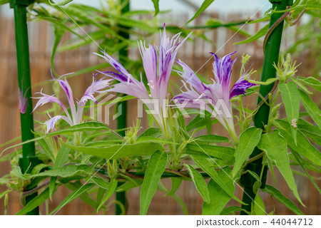 牽牛花418 牽牛花418 44044712