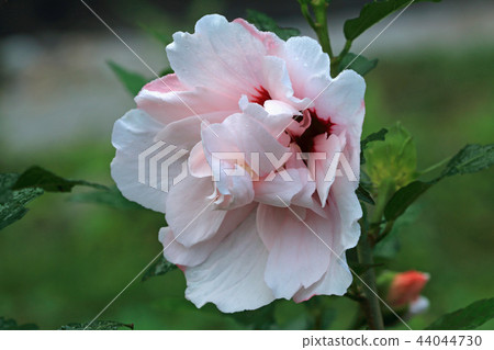 Up of mokuge flower Shiomi Town, Fukushima Prefecture 44044730