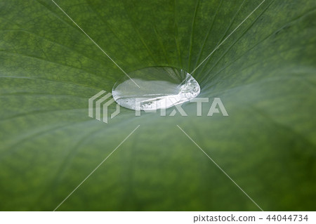 Water droplets on the lotus leaves Water droplets on the lotus leaves 44044734