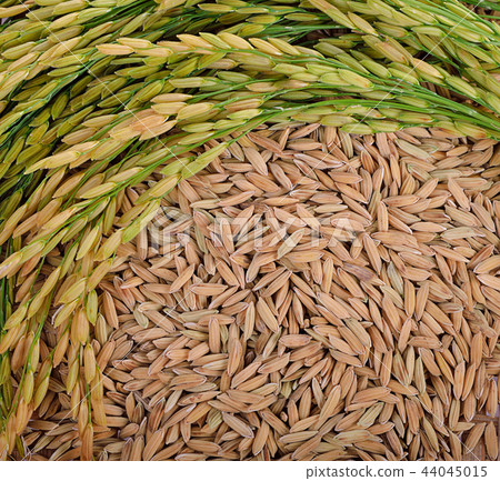 Thai Jasmine rice on a background 44045015
