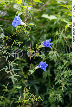 Morning glory 432 Morning glory 432 44045269