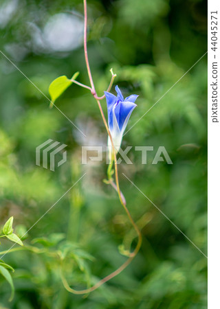 牽牛花434 44045271