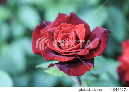 Red rose 44046027