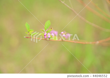 Fresh sea bream fruit 44046552