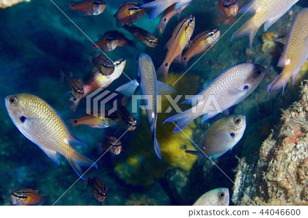 Nemnobutsudai和日本有角的棲息在Hayama海岸附近 Nemnobutsudai和日本有角的棲息在Hayama海岸附近 44046600