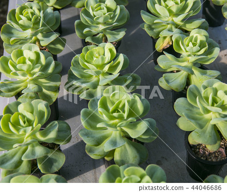 肉質植物罐 44046686