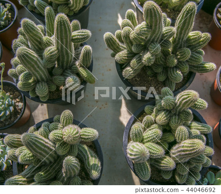 Fleshy plant jar Fleshy plant jar 44046692