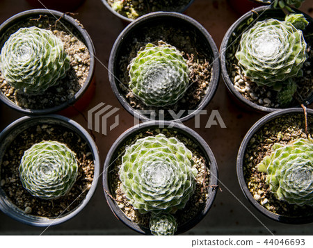 Fleshy plant jar 44046693