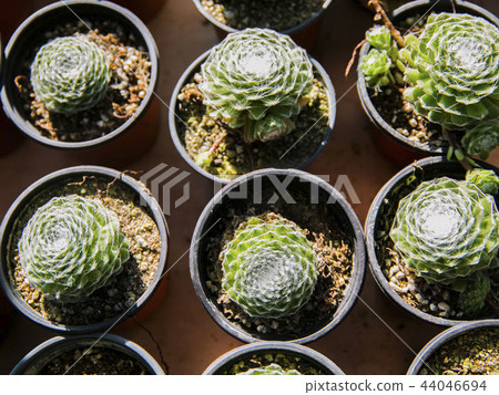 肉質植物罐 44046694