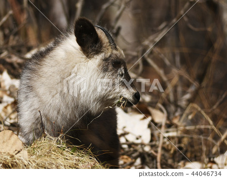 Japanese serow Capricornis crispus Japanese serow special natural monument Japanese serow Capricornis crispus Japanese serow special natural monument 44046734