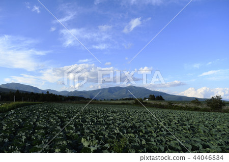 Kusatsu Shirane高原高原圓白菜領域菜地農業高原高原Tsumagoi村群馬縣蔬菜 44046884