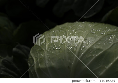 Plateau cabbage cabbage cabbage field vegetable field agriculture plateau plateau Tsumagoi village Gunma prefecture vegetables Tsumagoi cabbage 44046885