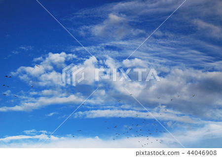 飛行在秋天天空的鴿子群 44046908
