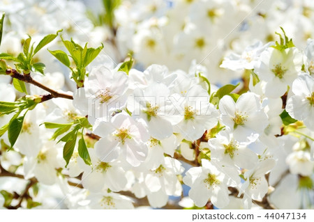 Amagi Yoshino cherry tree in full bloom 44047134