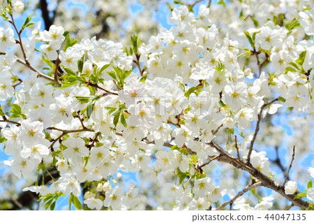 盛開的天城吉野櫻花樹 44047135