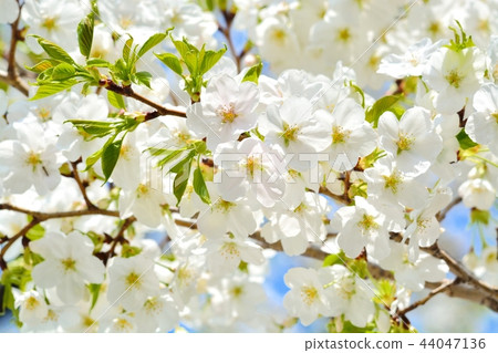 盛開的天城吉野櫻花樹 照片素材 圖片 圖庫