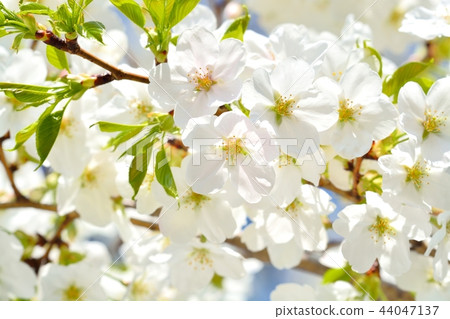 盛開的天城吉野櫻花樹 照片素材 圖片 圖庫