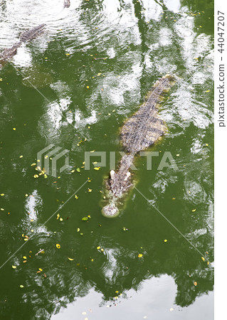 Crocodile Farm, Pattaya, Thailand 44047207