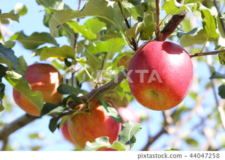Close-up of red-colored apples (shinano sweet) 44047258