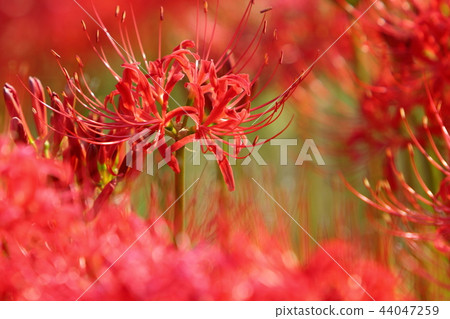 Cluster amaryllis Cluster amaryllis 44047259