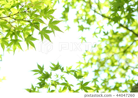 Maple leaves of maple 44047260