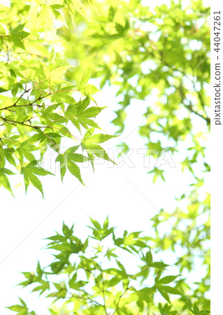 Maple leaves of maple 44047261