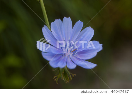 The flower of chicory is a delicate blue color. The flower of chicory is a delicate blue color. 44047487