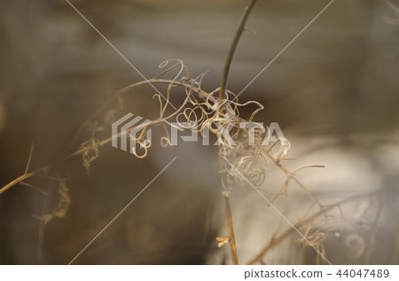Dry grass. Abstract picture of autumn. Dry grass. Abstract picture of autumn. 44047489