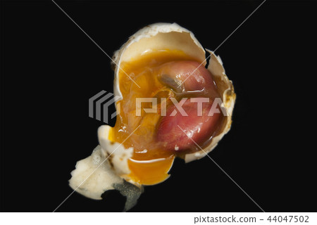 The dead embryo of a pigeon's bird. 44047502