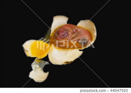 The dead embryo of a pigeon's bird. The dead embryo of a pigeon's bird. 44047503