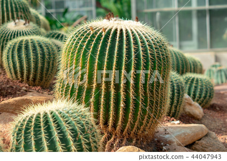 Selective focus close-up cactus thorn cactus 44047943