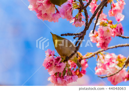 Mejiro Oigakura Sakura 44048063