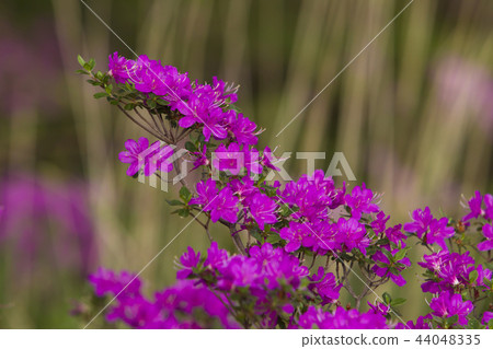 Miyama Kirishima 44048335