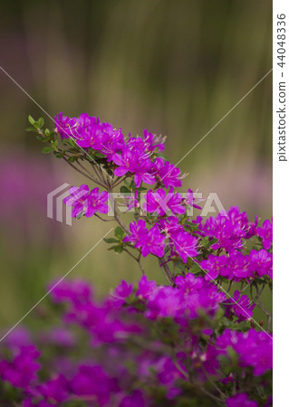 Miyama Kirishima 44048336