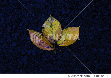 茅草Hwawangsan 44048405