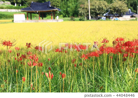 Flower pot, autumn, flower, mountain Flower pot, autumn, flower, mountain 44048446