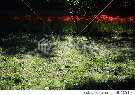 Flower pot, autumn, flower, mountain Flower pot, autumn, flower, mountain 44048510