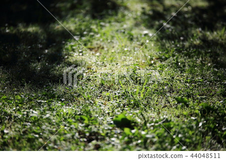 Flower pot, autumn, flower, mountain Flower pot, autumn, flower, mountain 44048511