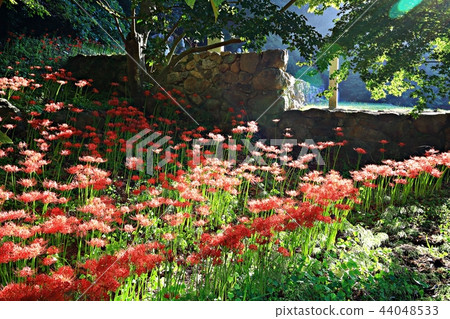Flower pot, autumn, flower, mountain Flower pot, autumn, flower, mountain 44048533