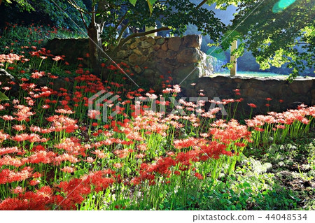 Flower pot, autumn, flower, mountain Flower pot, autumn, flower, mountain 44048534