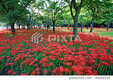Flower pot, autumn, flower, mountain Flower pot, autumn, flower, mountain 44048535