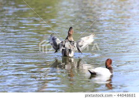 紅頭潛鴨 44048681