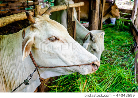 Raising cattle and livestock 44048699