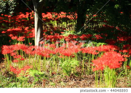 Flower pot, autumn, flower, mountain Flower pot, autumn, flower, mountain 44048893