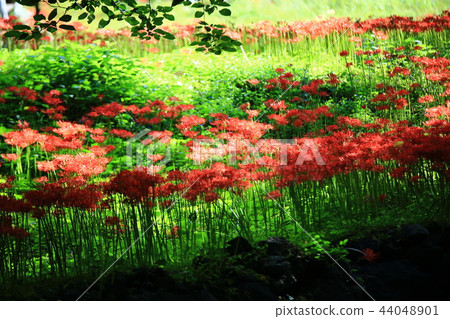 Flower pot, autumn, flower, mountain Flower pot, autumn, flower, mountain 44048901